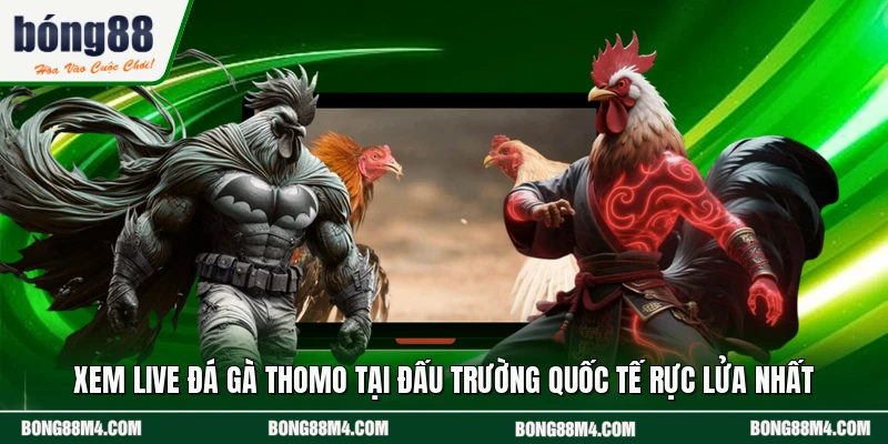 Xem Live Đá Gà Thomo Tại Đấu Trường Quốc Tế Rực Lửa Nhất